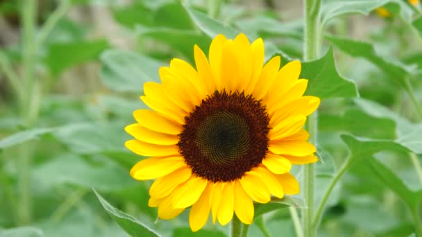 Sonnenblume Garten Schöne Natur Freien — Stockvideo