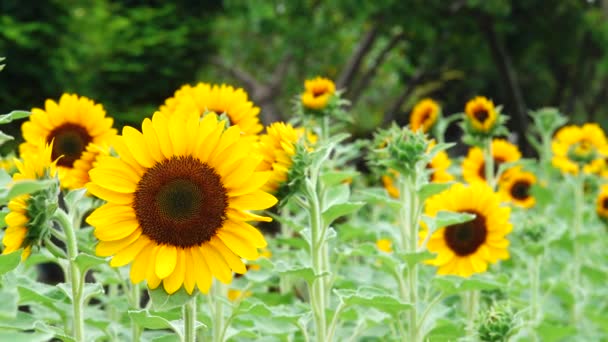 Sonnenblume Garten Schöne Natur Freien — Stockvideo