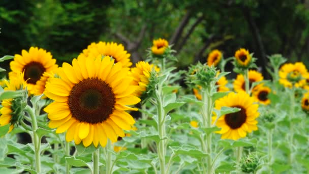 Sonnenblume Garten Schöne Natur Freien — Stockvideo