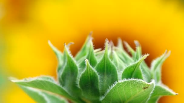 1080 Super Langsame Sonnenblume Garten Schöne Natur Freien — Stockvideo