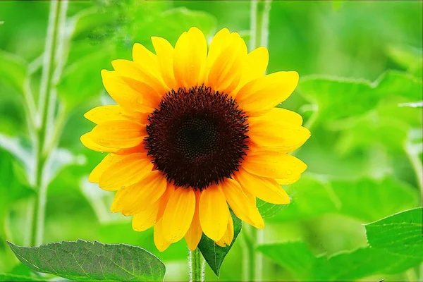 Girasol Jardín Hermosa Naturaleza Aire Libre —  Fotos de Stock