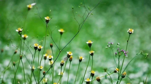 Beautiful Cadillo Shisada Flowers Field Nature Background — Stock Photo, Image