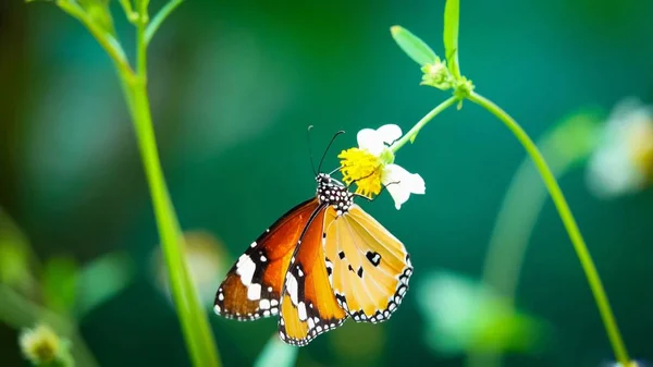 Тайские Бабочки Пастбищах — стоковое фото
