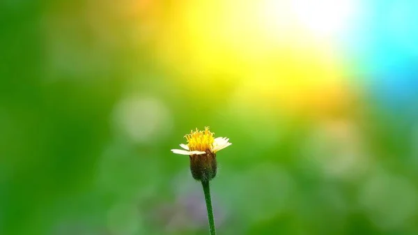 Schöne Cadillo Shisada Blumen Feld Der Natur Hintergrund — Stockfoto