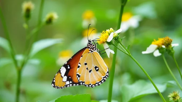 Papillons Thaïlandais Dans Les Fleurs Pâturage Insecte Nature Extérieure — Photo