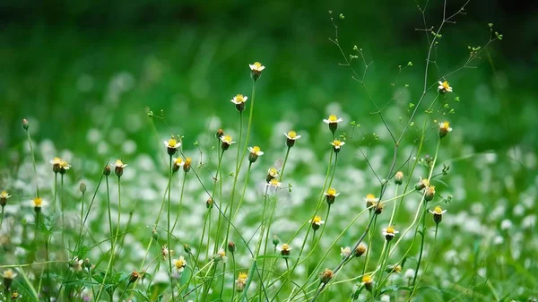 Beautiful Cadillo Shisada Flowers Field Nature Background — Stock Photo, Image