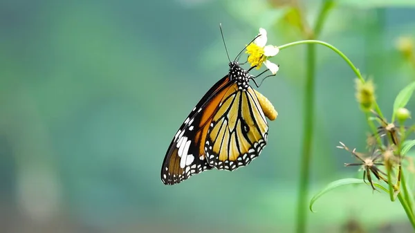 泰国蝴蝶在牧场花昆虫户外自然 — 图库照片