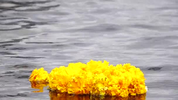 1080P Super Lento Guirnalda Hermosa Flor Caléndula Agua — Vídeo de stock