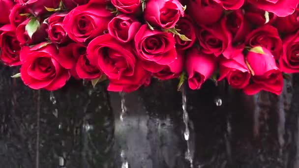 1080P Супер Медленный Красивый Цветок Розы Воде — стоковое видео