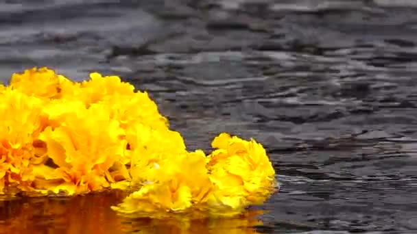 1080P Super Slow Beautiful Garland Marigold Flower Water — Stock Video