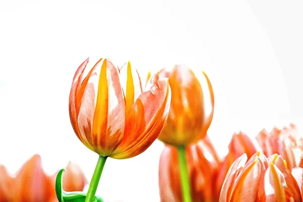 Hermoso Tulipán Rosa Rojo Naturaleza Jardín Sobre Fondo Blanco —  Fotos de Stock