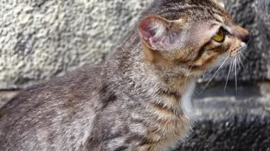HD 1080p süper ağır çekim Tay yavru kedi.