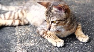 HD 1080p süper ağır çekim Tay yavru kedi.
