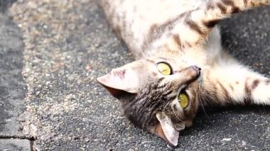 HD 1080p süper ağır çekim Tay yavru kedi.