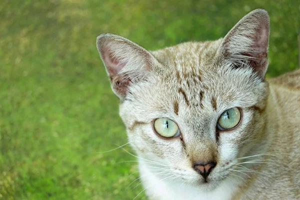 Porttrait beautiful thai cat animal pet.