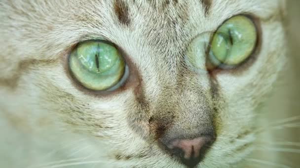 Porttrait Schöne Thailändische Katze Tier Pet — Stockvideo