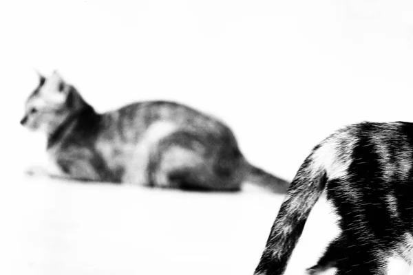 Porttrait Hermoso Tailandés Gato Animal Mascota —  Fotos de Stock