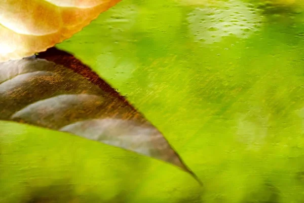 Water Reflection Yellow Leaf Abstract Texture Background — Stock Photo, Image
