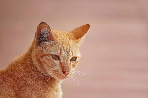 Porttrait 고양이 — 스톡 사진