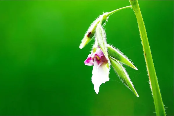 Vackra Blommor Naturen Trädgård — Stockfoto