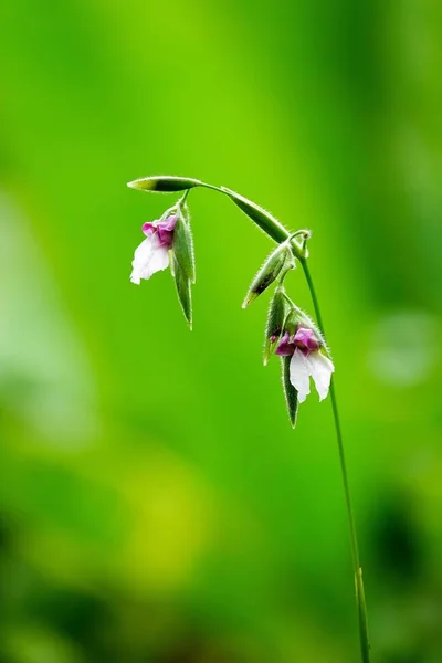 Vackra Blommor Naturen Trädgård — Stockfoto