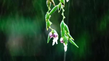 yağmur doğa bavkgound 4 k beuatiful çiçek.