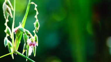 yağmur doğa bavkgound 4 k beuatiful çiçek.