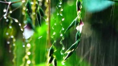  yağmur doğa bavkgound 4 k beuatiful çiçek.