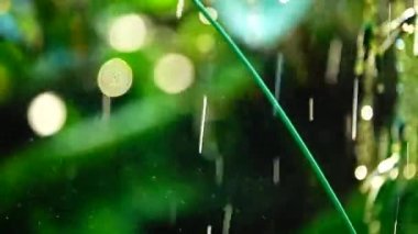  Yağmur doğa bavkgound HD 1080p suoer yavaş beuatiful çiçek.