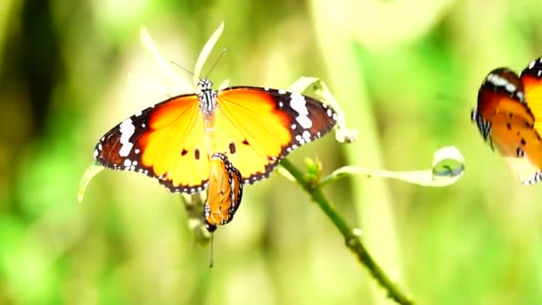 1080P スローモーションの屋外自然草原の花にタイの美しい蝶 — ストック動画