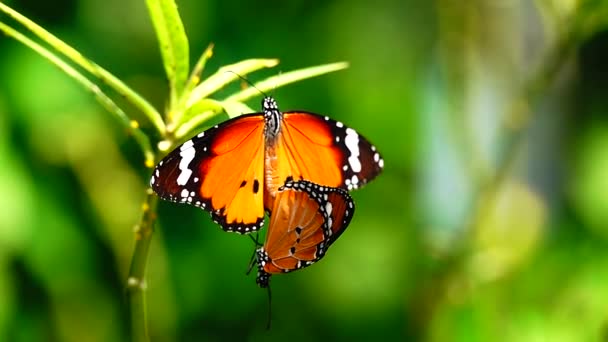 1080P Cámara Lenta Tailandesa Hermosa Mariposa Prado Flores Naturaleza Aire — Vídeos de Stock