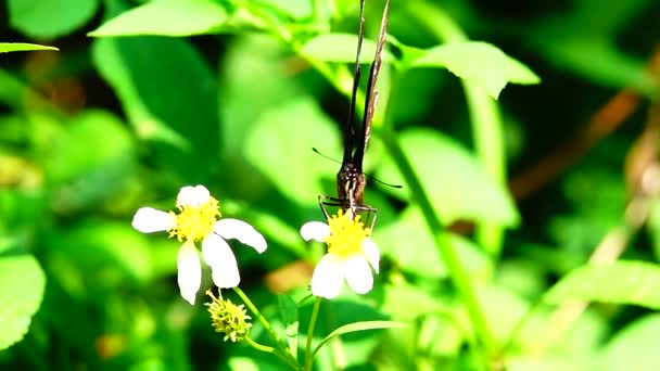 Тайская Красивая Бабочка Лугу Цветы Природа Открытом Воздухе — стоковое видео