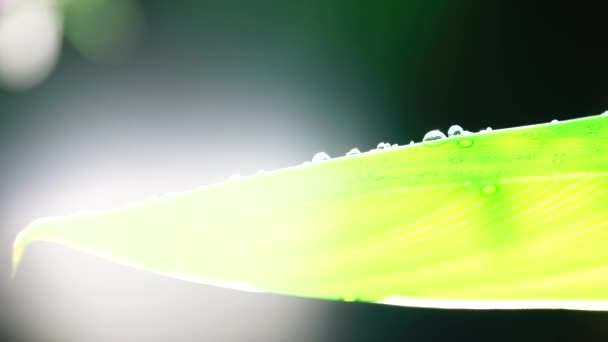 Gotas Lluvia Sobre Hojas Verdes — Vídeos de Stock