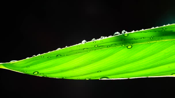 Gotas Lluvia Sobre Hojas Verdes — Vídeo de stock