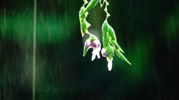 Цветы Дождливой Природе Bavkgound — стоковое видео