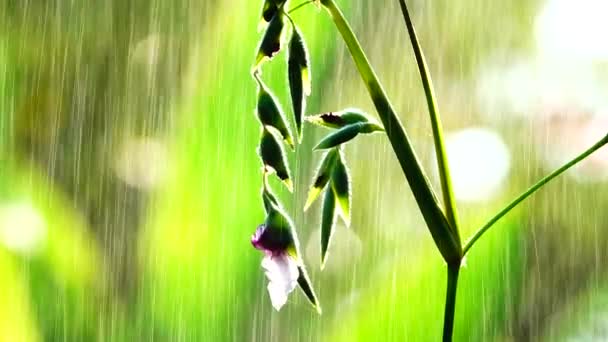 Beuatiful Blommor Regn Natur Bavkgound — Stockvideo