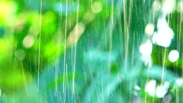Překrásné Květy Bavkgound Přírodní Déšť — Stock video