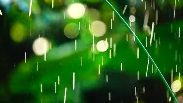 1080P Suoer Lento Flores Beutivas Natureza Chuva Bavkgound — Vídeo de Stock