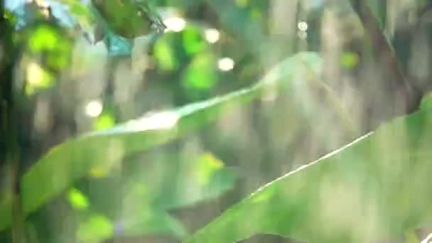 1080P Suoer Flores Beuatiful Lentas Naturaleza Lluvia Bavkgound — Vídeos de Stock