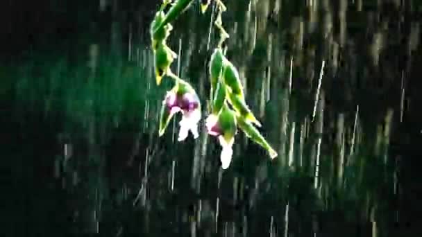 1080P Suoer Slow Satituous Flowers Rain Nature Bavkgound — стоковое видео