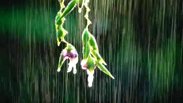 Bellas Flores Naturaleza Lluvia Bavkgound — Vídeo de stock