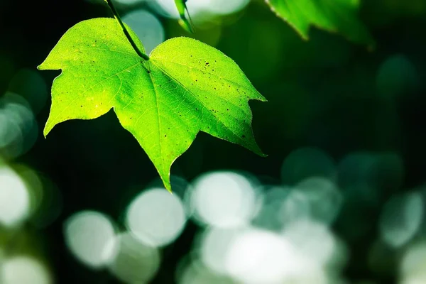 Πράσινα Φύλλα Στο Δέντρο Στο Παρασκήνιο Bokeh Φύση — Φωτογραφία Αρχείου