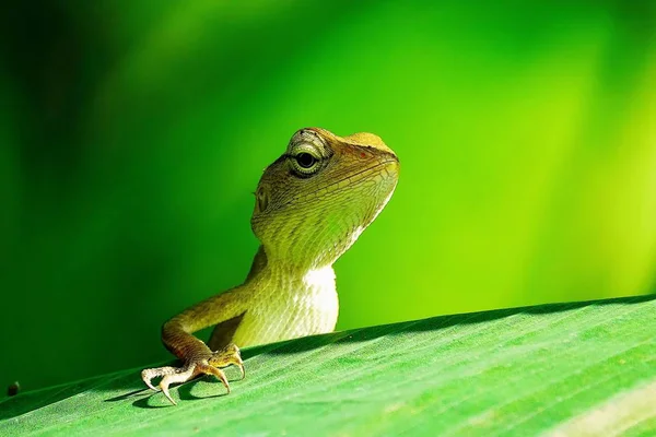 Маленька Ящірка Листі Природі Зелений Фон — стокове фото