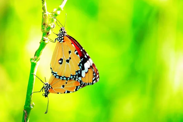 Thailändische Schmetterlinge Brüten Auf Weide Blumen Insekten Freien Natur — Stockfoto