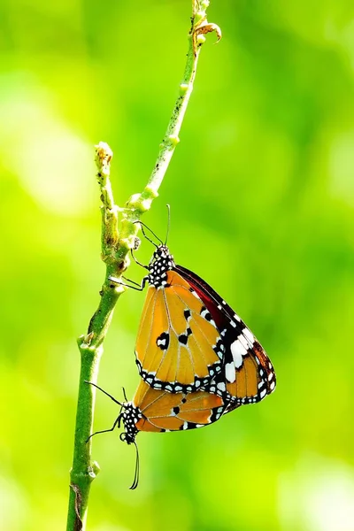 Thailändische Schmetterlinge Auf Der Weide Blumen Insekten Freien Natur — Stockfoto