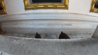 4 k köpek kabuk köpek sıçramak eylem cam