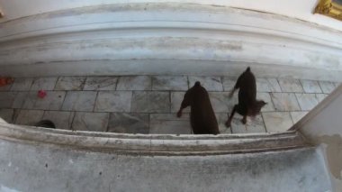 4 k köpek kabuk köpek sıçramak eylem cam