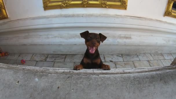 Cão Late Cão Salto Ação Cam — Vídeo de Stock