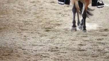  Hd 1080 p süper yavaş rekabetçi atları spor yarış