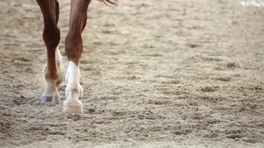  Hd 1080 p süper yavaş rekabetçi atları spor yarış